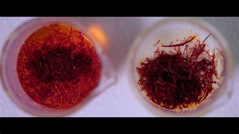 Saffron's History and Cultivation