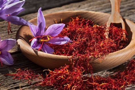 Saffron: The Golden Spice with Remarkable Medicinal Properties