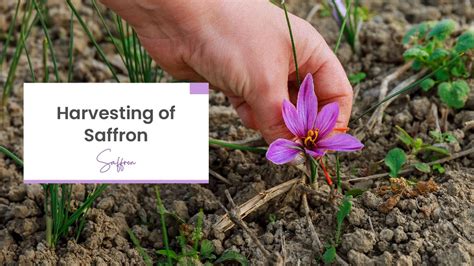 Saffron Summers: A Comprehensive Guide to Harvesting, Cultivation, and Culinary Uses