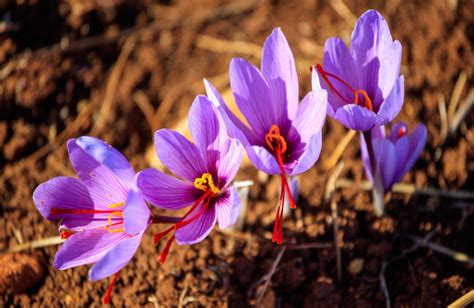 Saffronsummers.com: A Comprehensive Guide to Saffron Cultivation and Uses