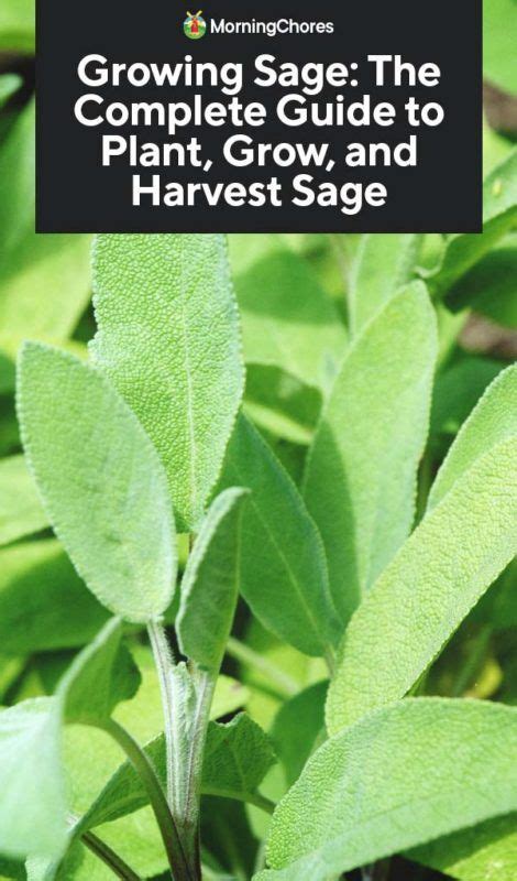 Sagelily: A Comprehensive Guide to Sage Care and Cultivation