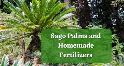 Sago Palm Fertilizer: A Comprehensive Guide to Nourishing Your Plant