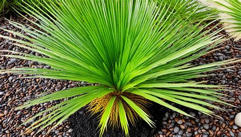 Sago Palm Fertilizer: A Comprehensive Guide to Nourishing Your Sago Palm