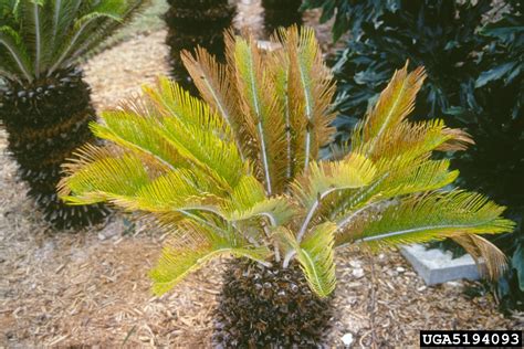 Sago Palms: A Threat to Man's Best Friend