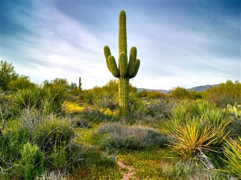 Saguaro cactus