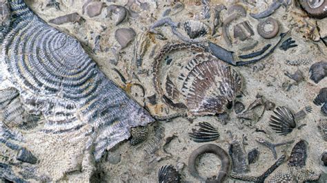 Sail Fossils: Ancient Mariners Uncovered