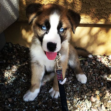 Saint Bernard Husky mix