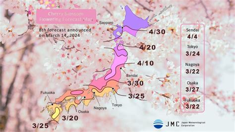 Sakura Hanami: A Time-Honored Tradition