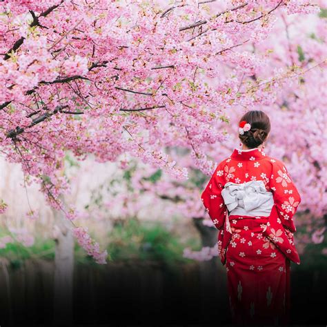 Sakurasgotgas: A Comprehensive Guide to the Cherry Blossom Festival