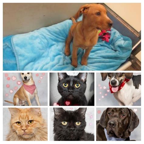 Salina Animal Shelter KS: A Haven for Homeless Pets