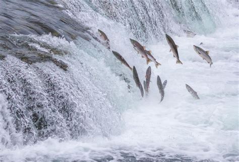 Salmon Migration Epub