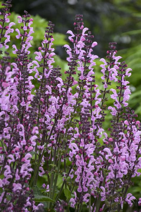 Salvia Fertilizer Requirements: 5 Proven Strategies for Optimal Growth