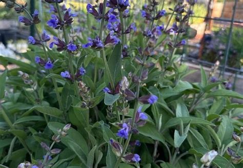 Salvia Fertilizer Requirements: A Comprehensive Guide to Optimizing Plant Growth