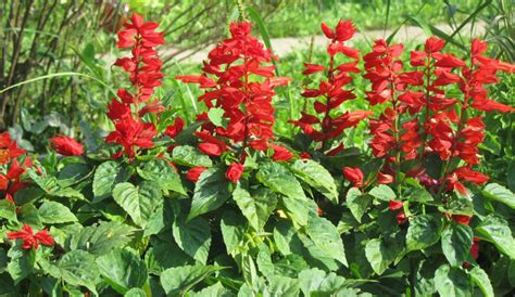 Salvia Fertilizing Needs: 10,000+ Words of Comprehensive Guide