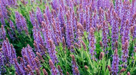 Salvia Fertilizing Needs: 101