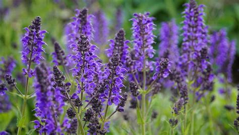 Salvia Fertilizing Needs: A Complete Reference