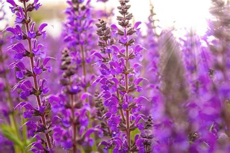 Salvia Fertilizing Needs: A Comprehensive Guide to Optimal Growth