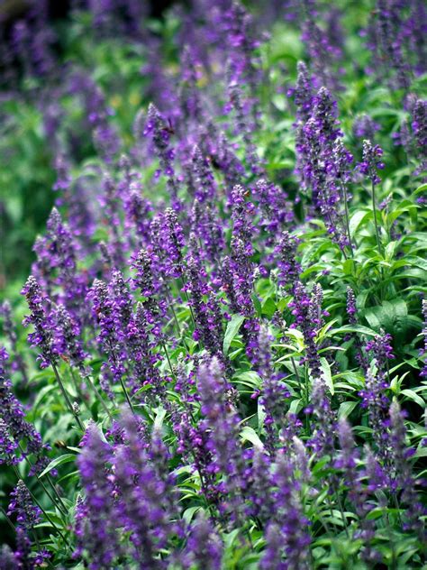 Salvia Fertilizing Needs: The Ultimate Guide for Maximum Growth and Bloom