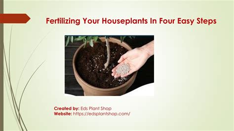 Salvia Fertilizing Needs in 4 Easy Steps: A Complete Guide