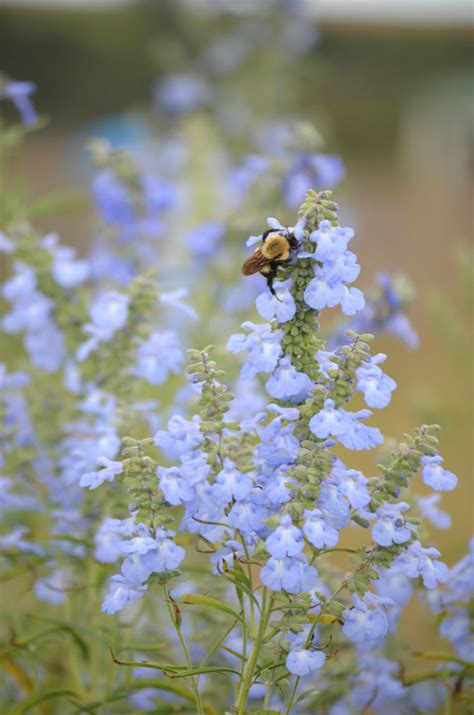 Salvia azurea