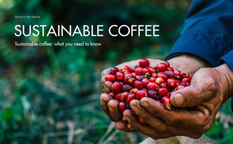 Sambas Green: A Comprehensive Guide to the World's Most Sustainable Coffee