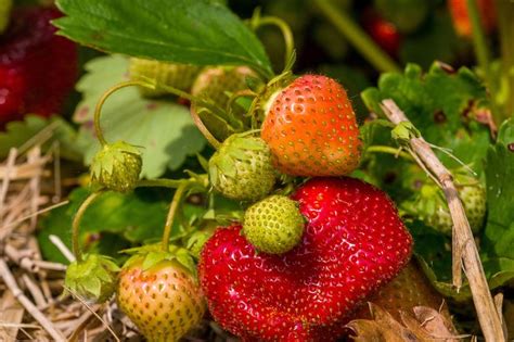 Sammy Sweet TS: The Ultimate Guide to a New Generation of Strawberries