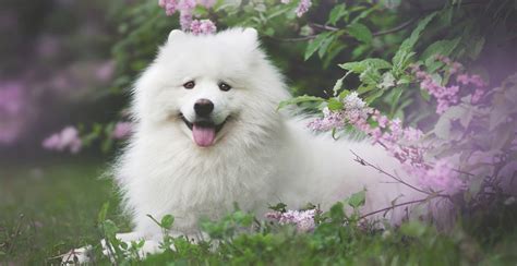 Samoyed: A Guide to Hypoallergenic Characteristics and Ownership