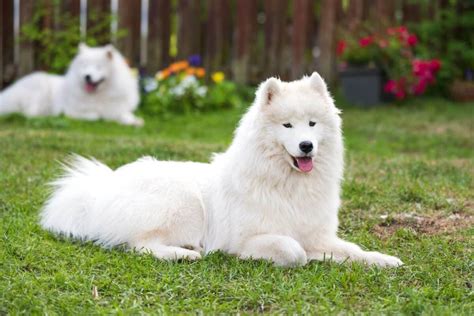 Samoyed Dog Breed Price: A Comprehensive Guide to Cost and Factors