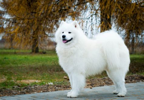 Samoyed Dog Breed Price: All You Need to Know