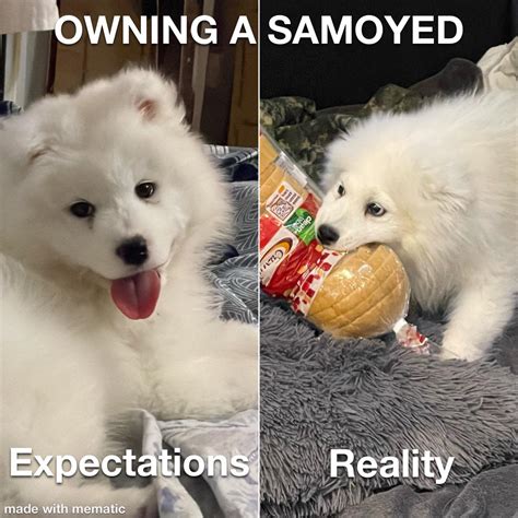 Samoyed Meme: The Fluffiest Social Media Star