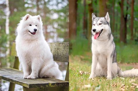 Samoyed Siberian Husky mix