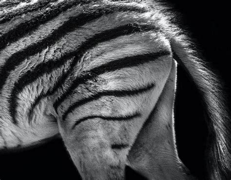Samson Zebra Garner: The Powerhouse of Animal Magnetism