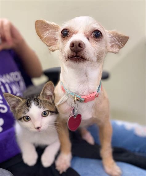 San Antonio Humane Society Fredericksburg: A Haven for Rescued Animals