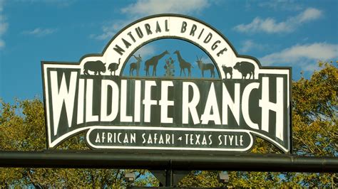 San Antonio Wildlife Ranch: Your Ultimate Guide to a Wild Adventure