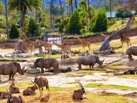 San Diego Zoo: A World-Renowned Wildlife Haven