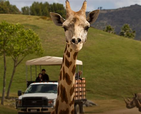 San Diego Zoo: An Animal Kingdom Adventure