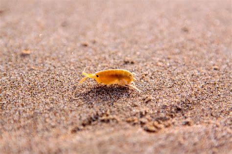 Sand Fleas: A Biological Profile