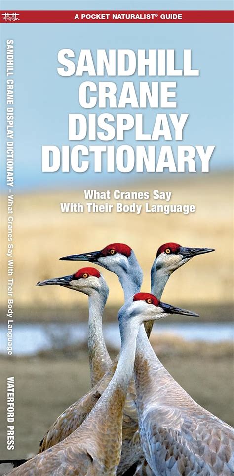 Sandhill Crane Display Dictionary What Cranes Say with Their Body Language 2nd Edition Kindle Editon