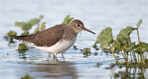 Sandpiper