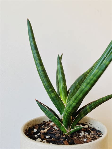 Sansevieria