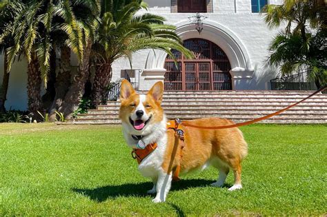 Santa Barbara's Top 5 Dog-Friendly Hotels