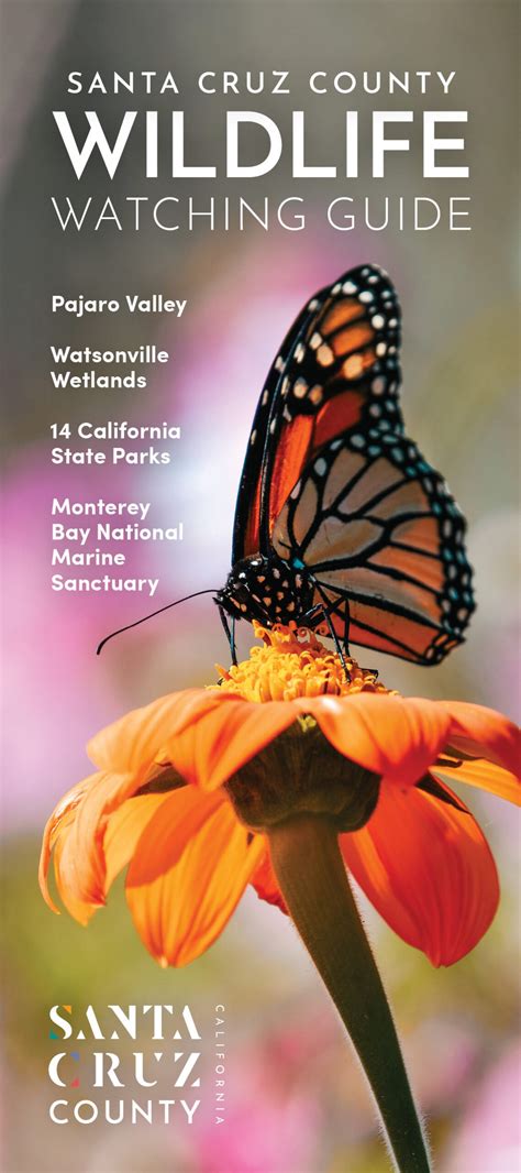 Santa Cruz Thread Santa Cruz CA: A Comprehensive Guide to Local History, Culture, and Recreation