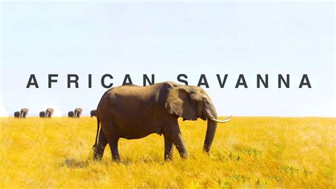 Savannah Sly: Unraveling the Enigma of the African Savanna