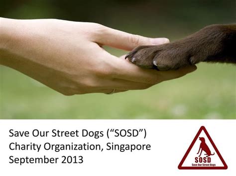 Save Our Street Dogs: A Comprehensive Guide