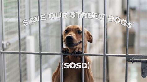 Save Our Street Dogs: A Heartbreaking Crisis and Urgent Call to Action