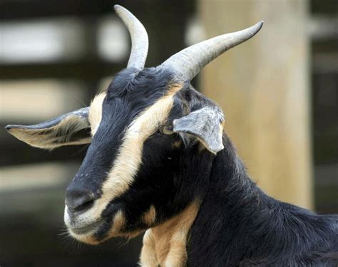 Savvy the Goat: A Legendary Animal Captivating Millions