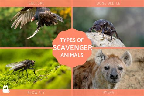 Scavenging Animals List: Nature's Master Recyclers