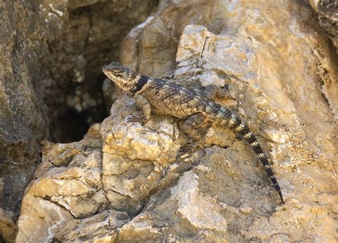 Sceloporus olivaceus