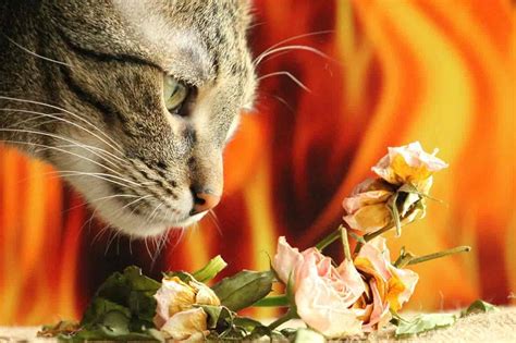 Scents That Cats Find Appealing