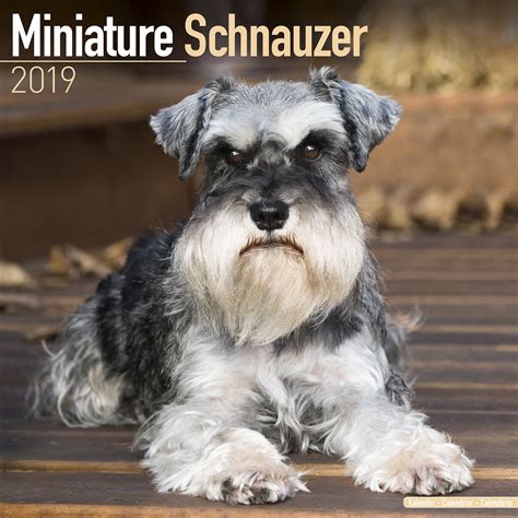 Schnauzer Puppies Calendar Breed Calendars Kindle Editon